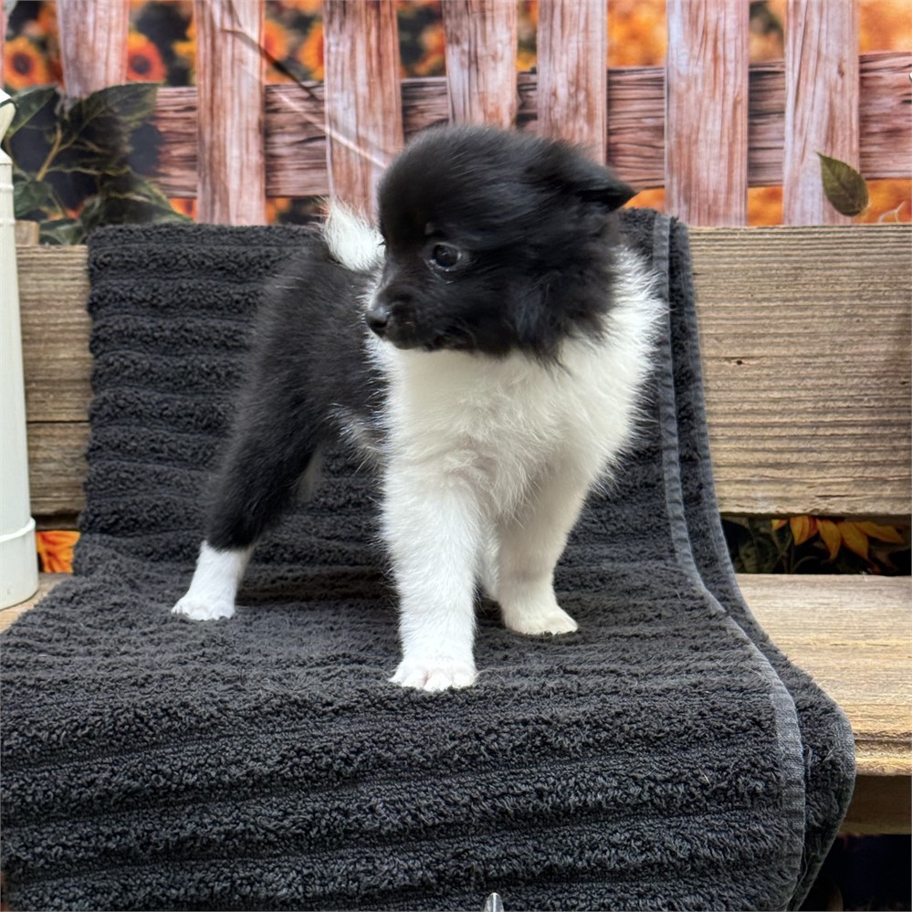 Sophie