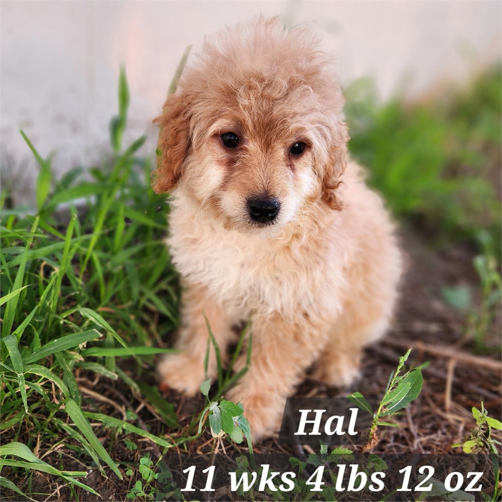 F1b  Mini Goldendoodle male Hal