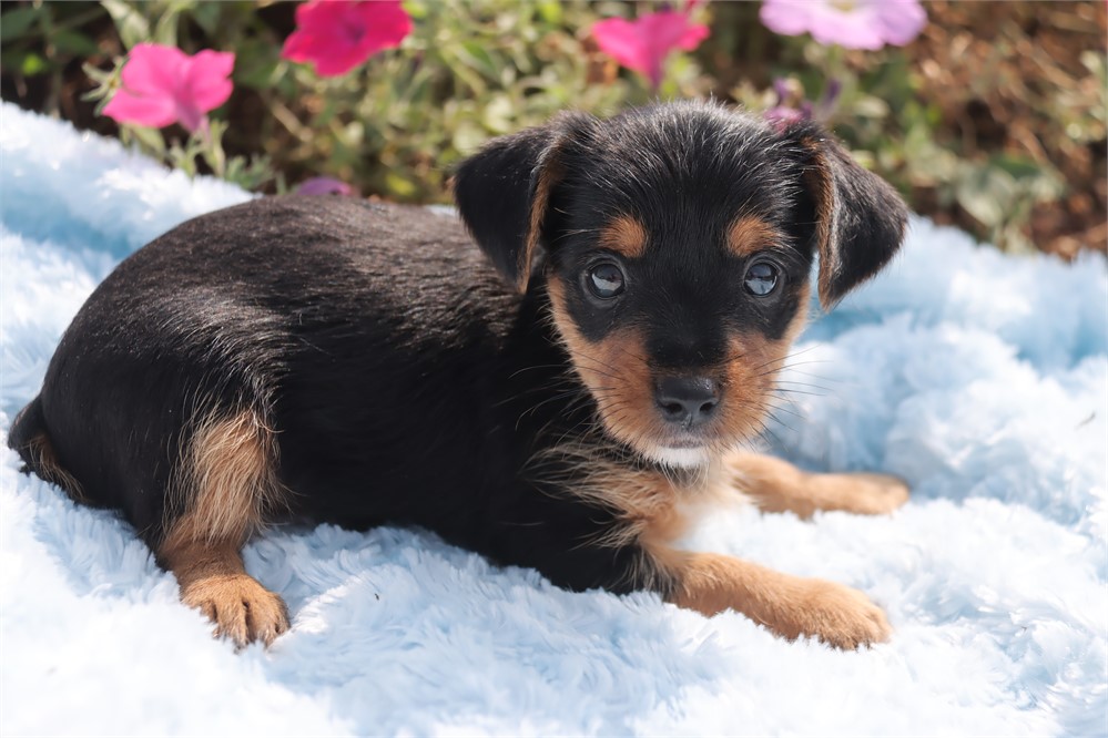 Male Yorkshire Terrier Male Yorkie
