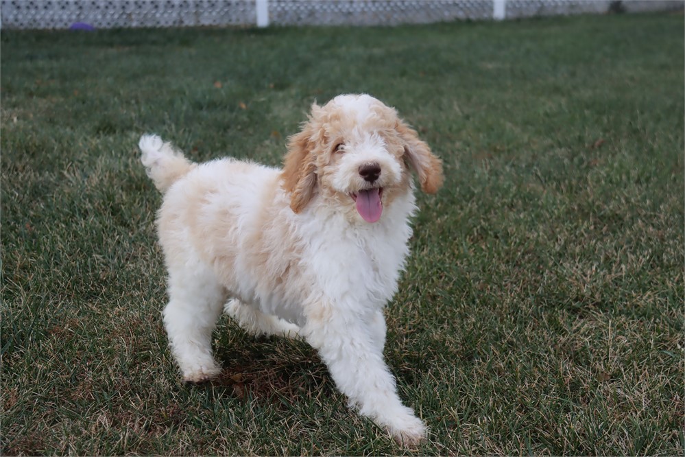 Male  St Poodle