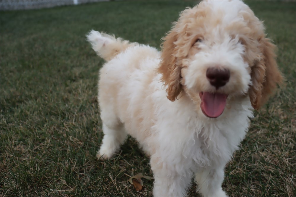 Male  St Poodle