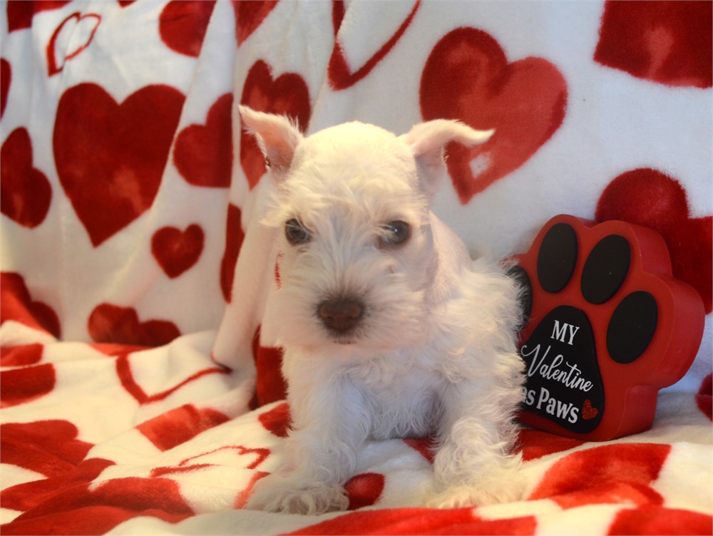 White Green Eyed Female AKC