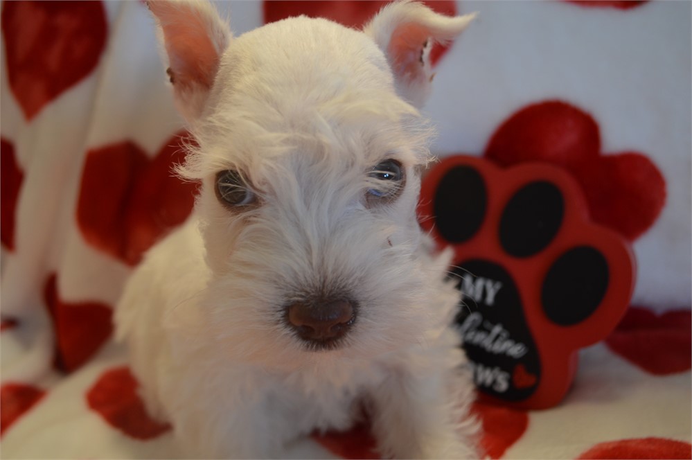 White Green Eyed Female AKC
