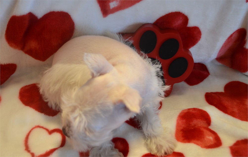 White Green Eyed Female AKC