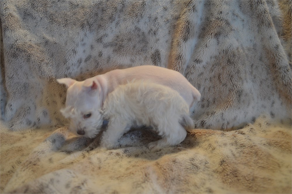 White Green Eyed Female AKC