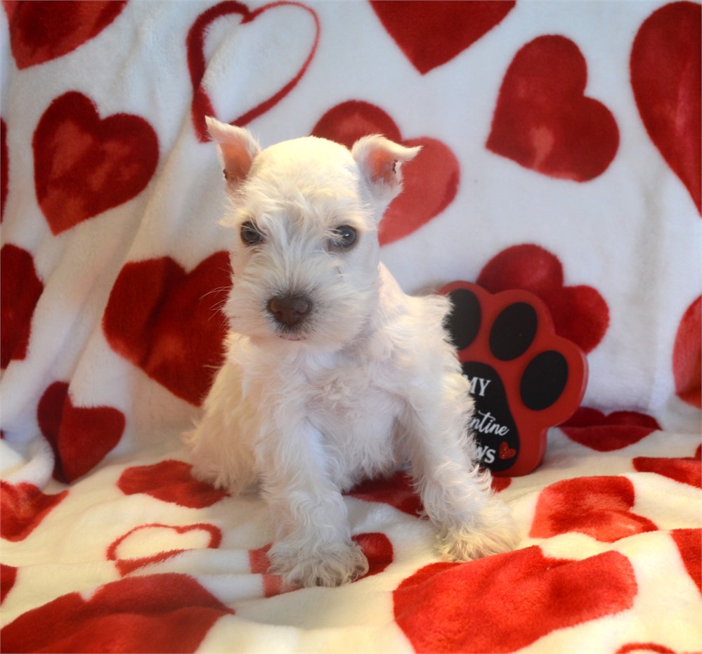 White Green Eyed Female AKC