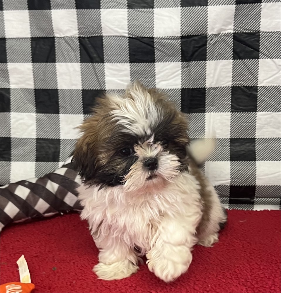 NICE LITTLE SHIHTZU (M)
