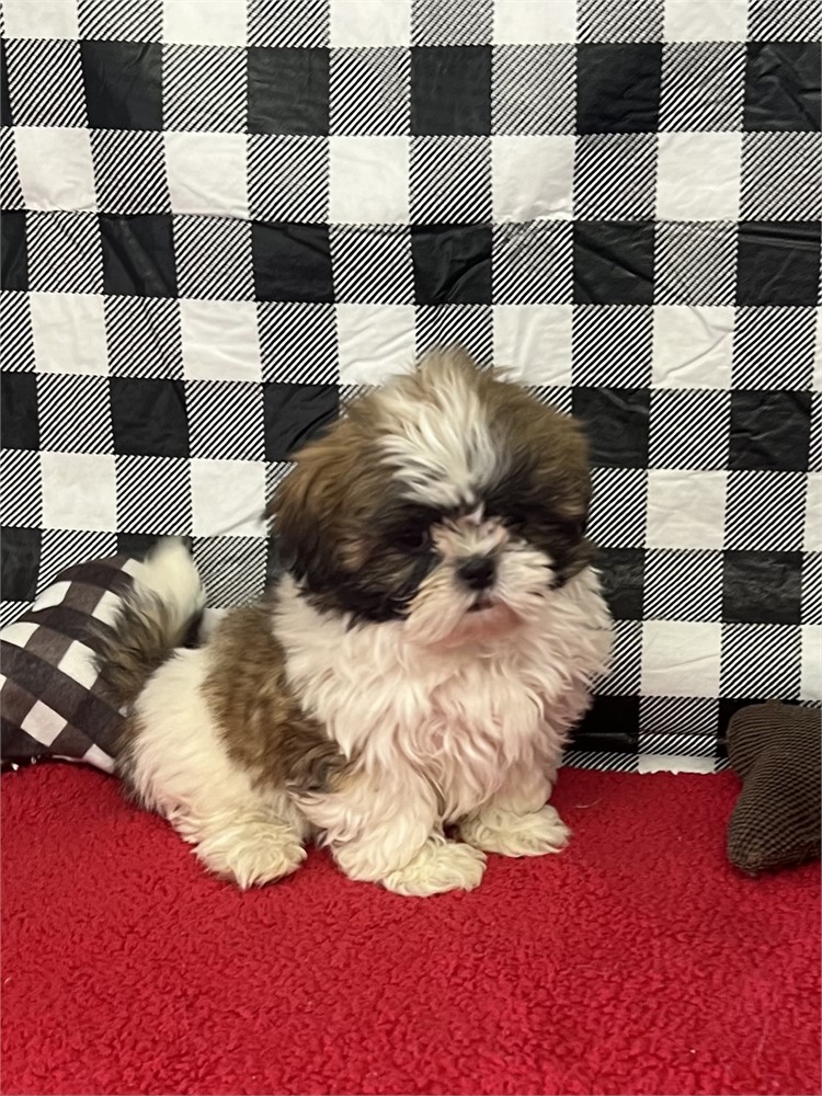 NICE LITTLE SHIHTZU (M)