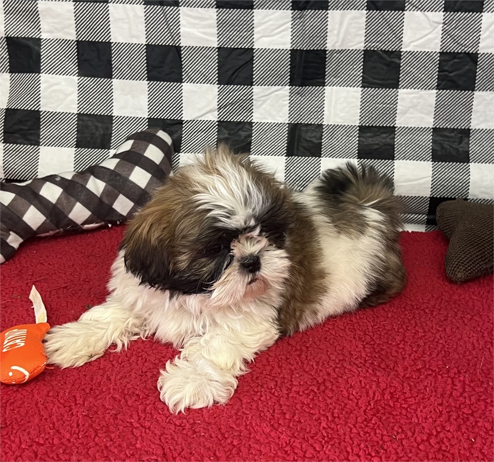 NICE LITTLE SHIHTZU (M)