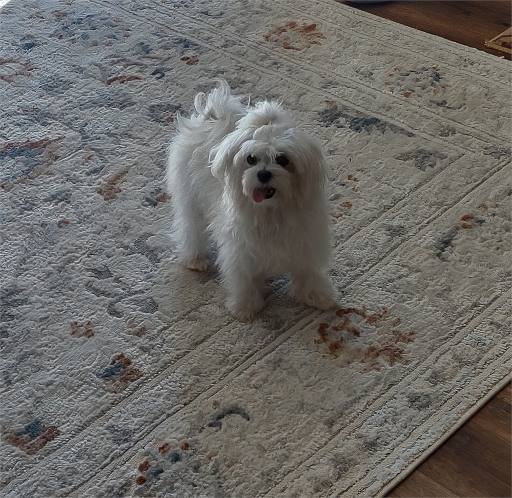 GORGEOUS LITTLE 4# MALTESE (M)