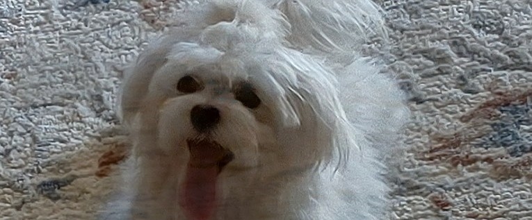 GORGEOUS LITTLE 4# MALTESE (M)