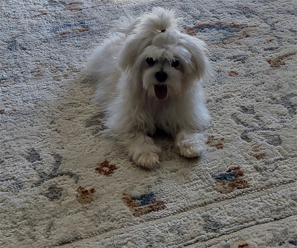 GORGEOUS LITTLE 4# MALTESE (M)