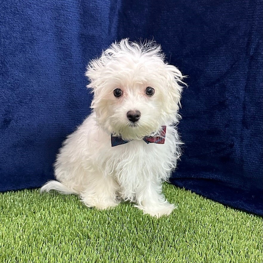 Cotonese (Maltese/Coton De Tulear Mix)