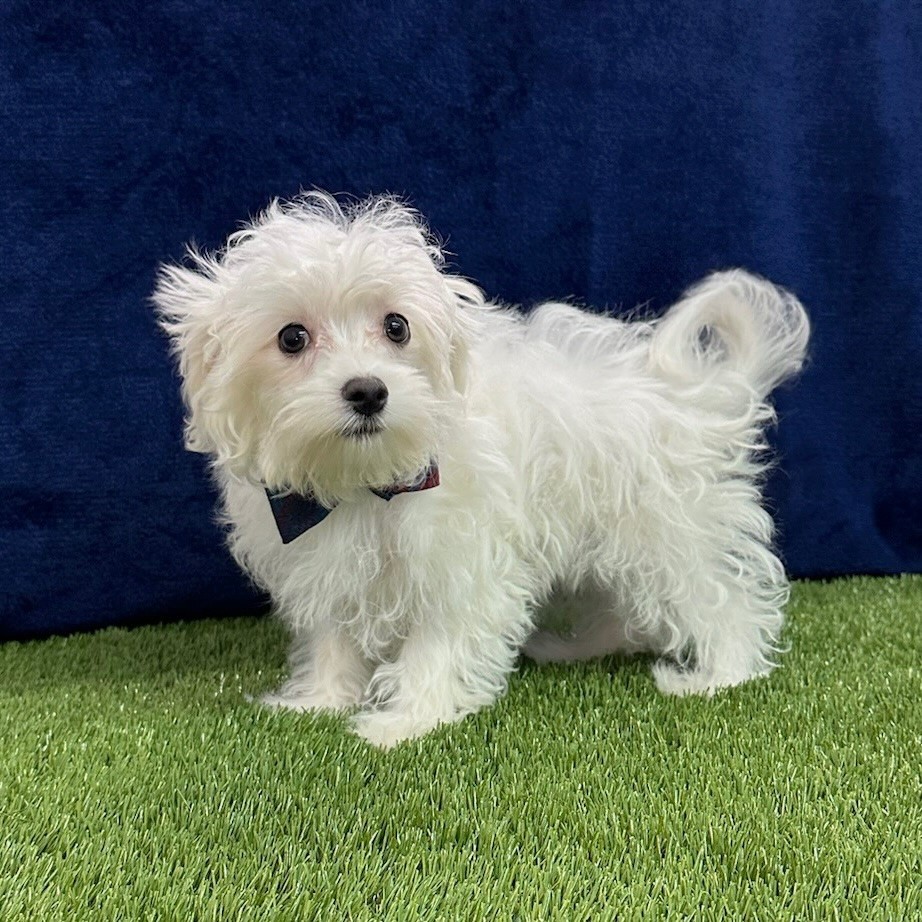 Cotonese (Maltese/Coton De Tulear Mix)