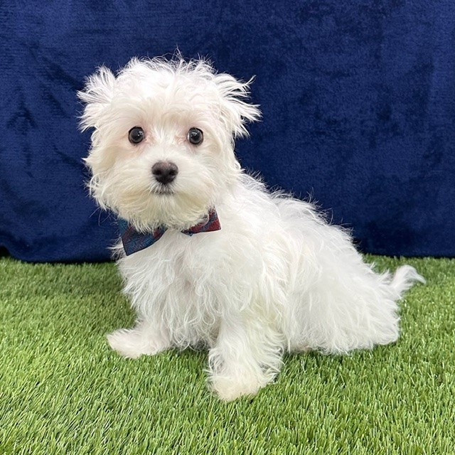 Cotonese (Maltese/Coton De Tulear Mix)