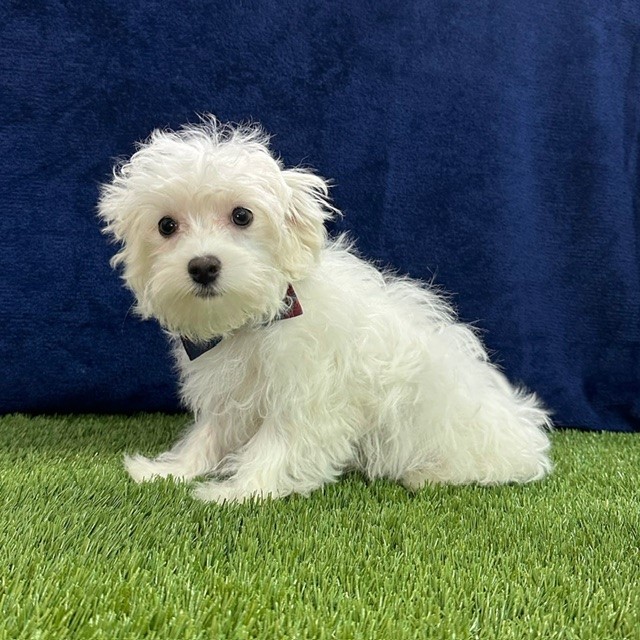 Cotonese (Maltese/Coton De Tulear Mix)