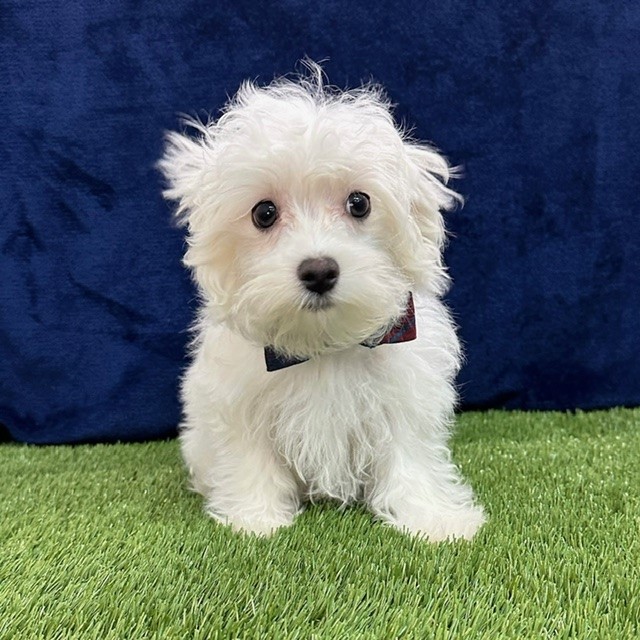 Cotonese (Maltese/Coton De Tulear Mix)