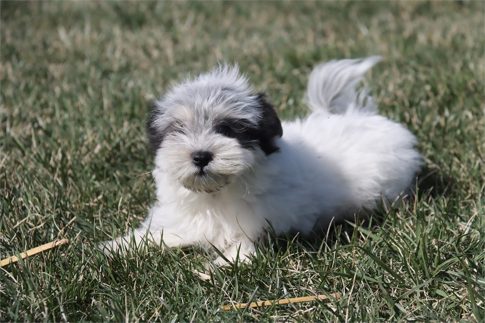 Male Coton