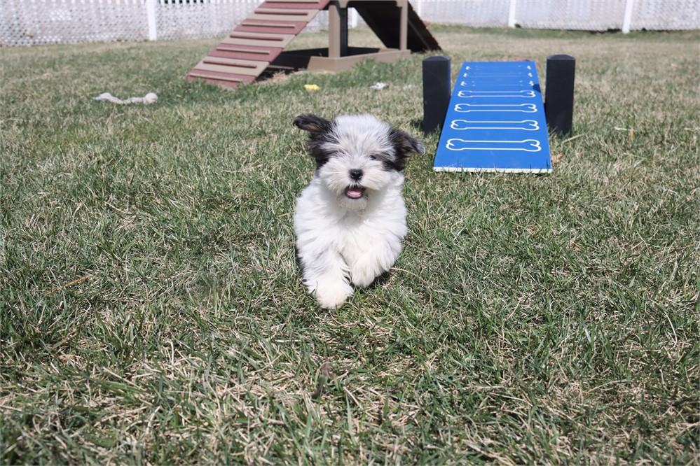 Male Coton