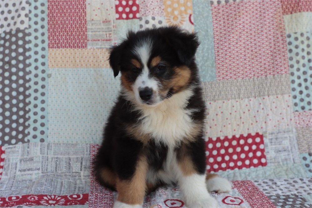 USDA clean* ASDR Reg Mini Aussie
