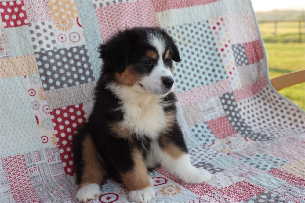 USDA clean* ASDR Reg Mini Aussie