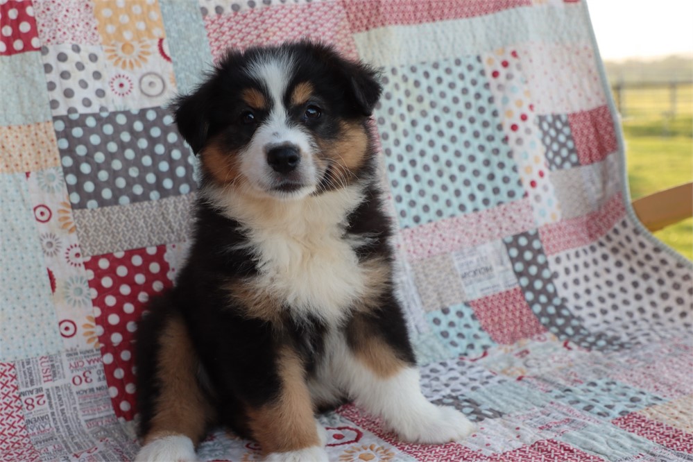 USDA clean* ASDR Reg Mini Aussie