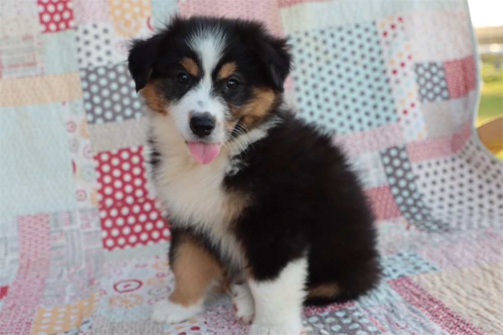 USDA clean* ASDR Reg Mini Aussie
