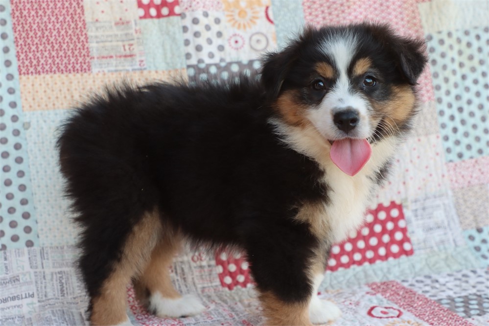 USDA clean* ASDR Reg Mini Aussie