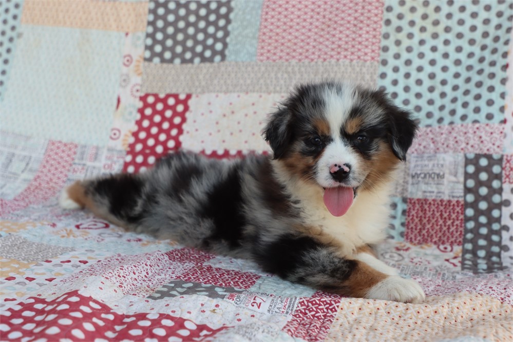 USDA clean* ASDR Reg Mini Aussie