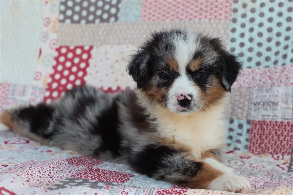 USDA clean* ASDR Reg Mini Aussie