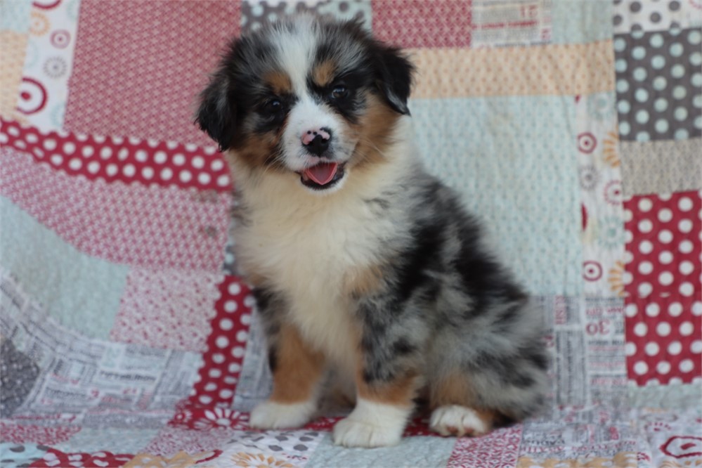 USDA clean* ASDR Reg Mini Aussie