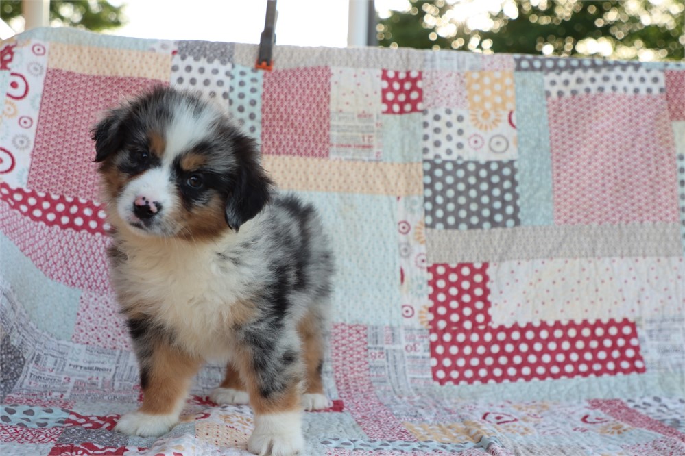 USDA clean* ASDR Reg Mini Aussie