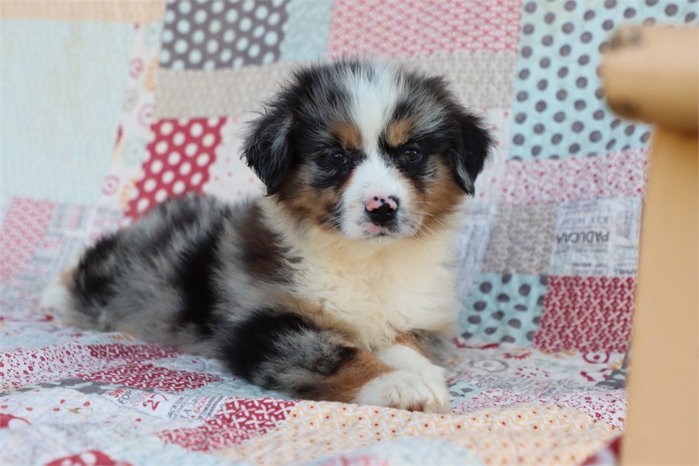 USDA clean* ASDR Reg Mini Aussie