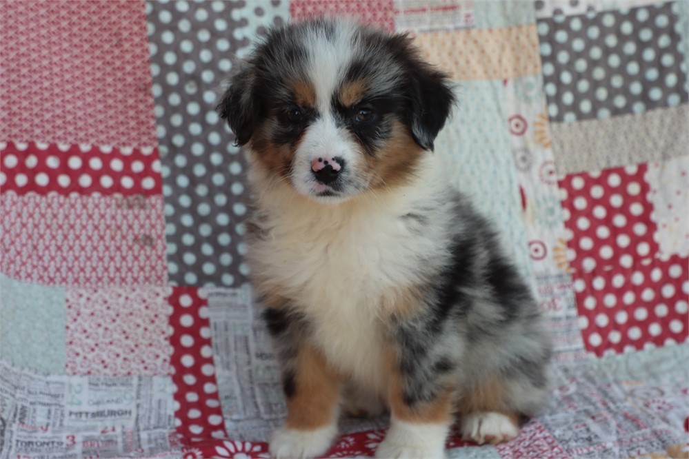 USDA clean* ASDR Reg Mini Aussie