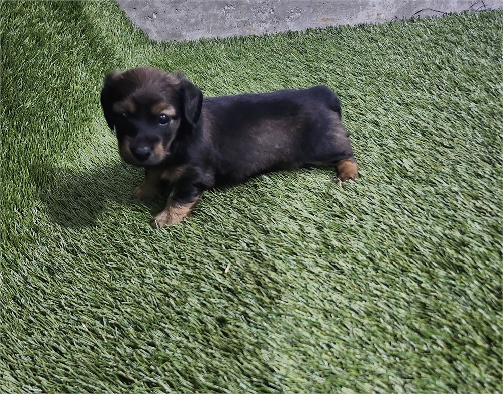 Dachshund Male 8669