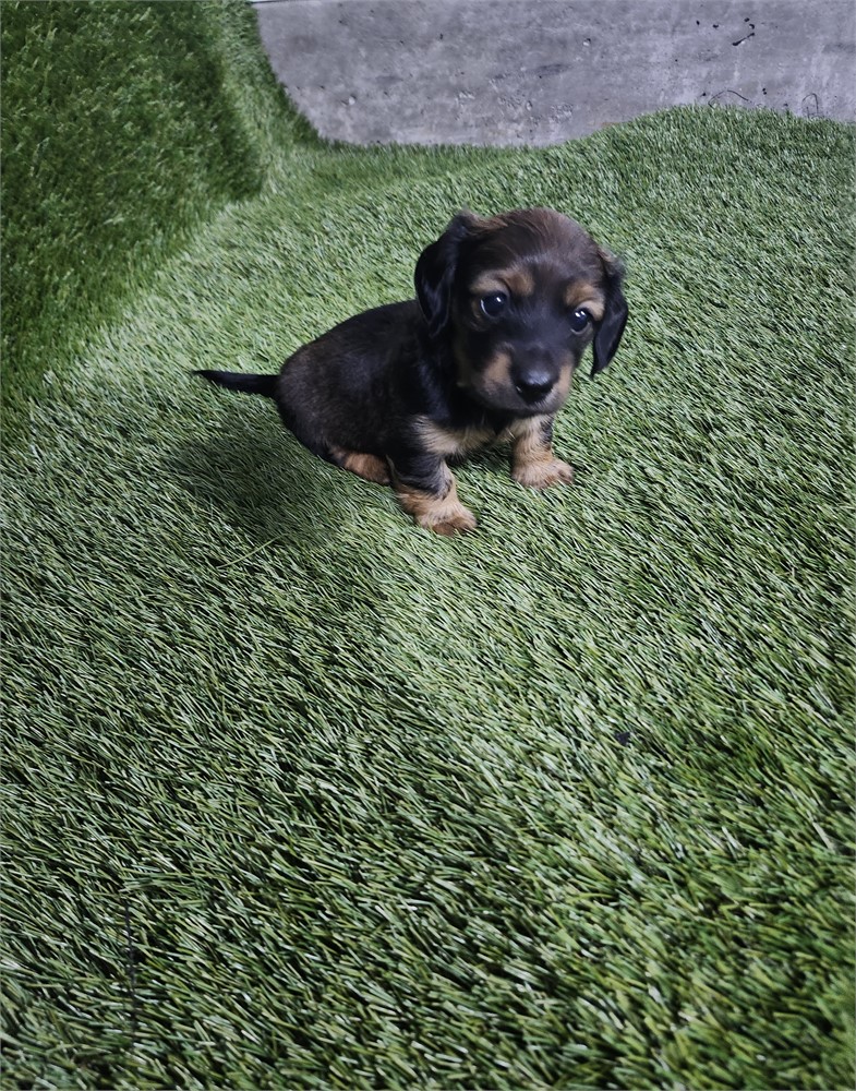 Dachshund Male 8669