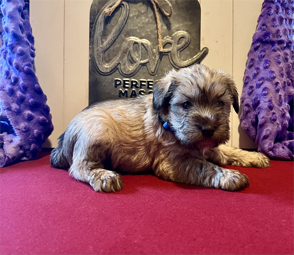 L- Light Wheaton-Male