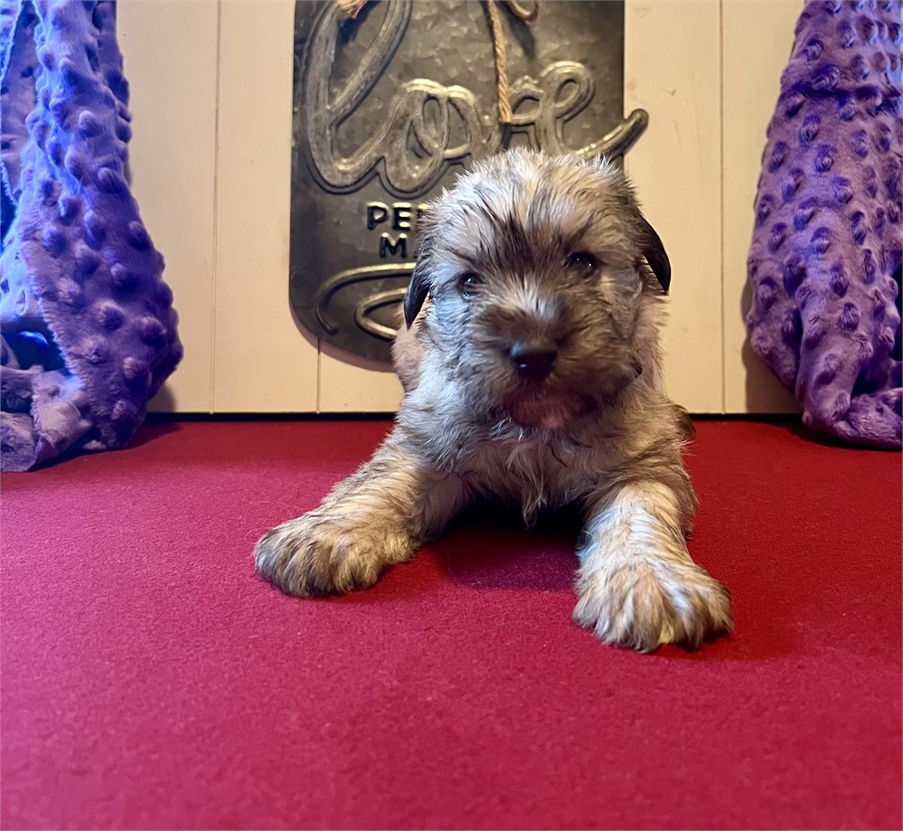 L- Light Wheaton-Male