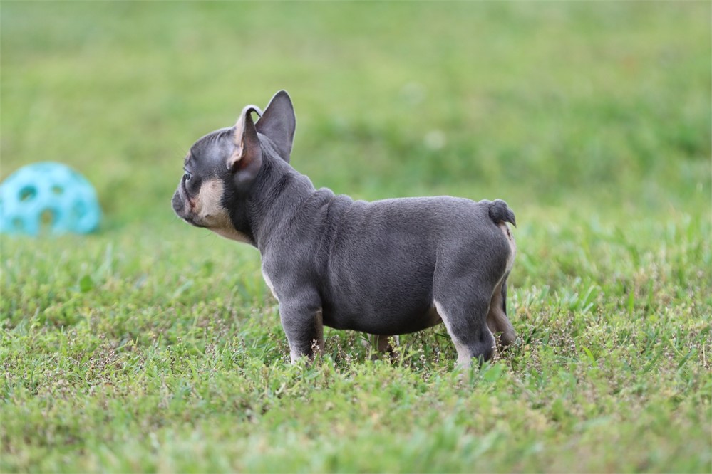 USDA CLEAN* AKC Reg French Bulldog