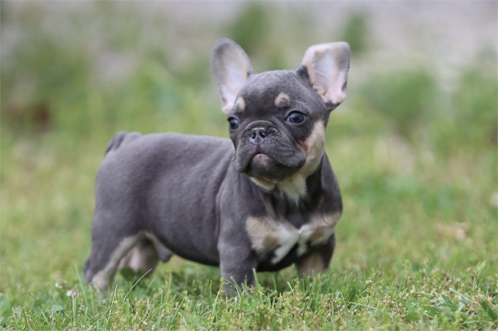 USDA CLEAN* AKC Reg French Bulldog