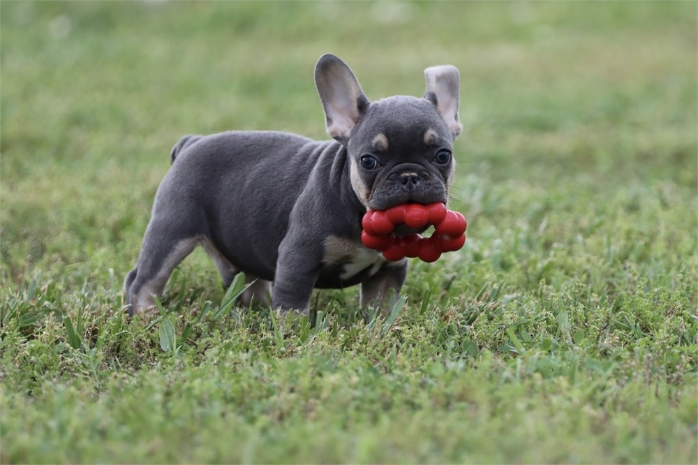 USDA CLEAN* AKC Reg French Bulldog