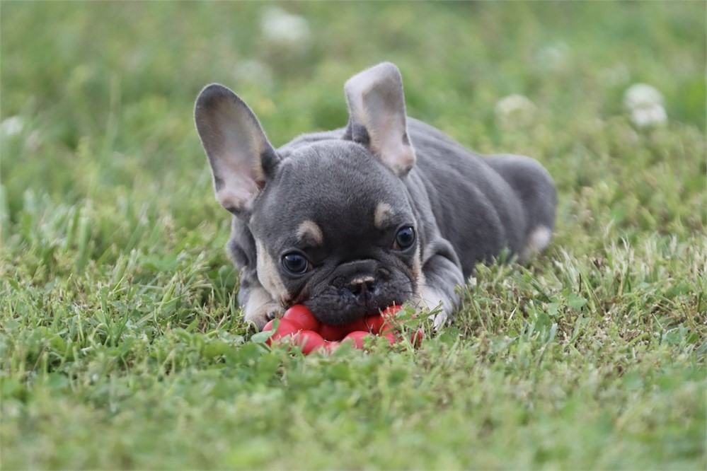 USDA CLEAN* AKC Reg French Bulldog