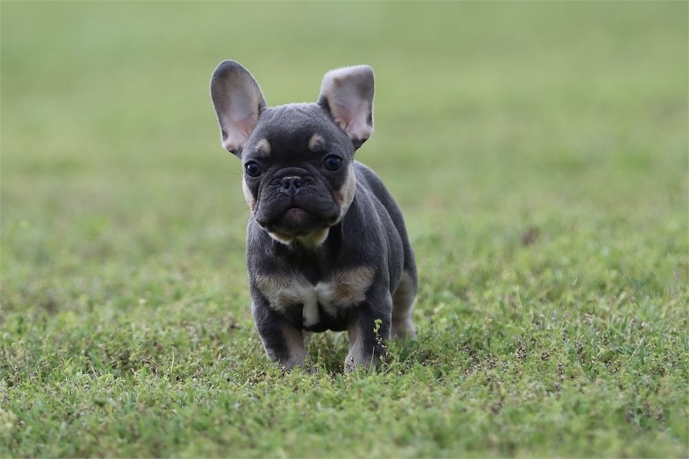 USDA CLEAN* AKC Reg French Bulldog