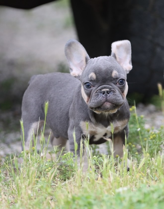 USDA CLEAN* AKC Reg French Bulldog