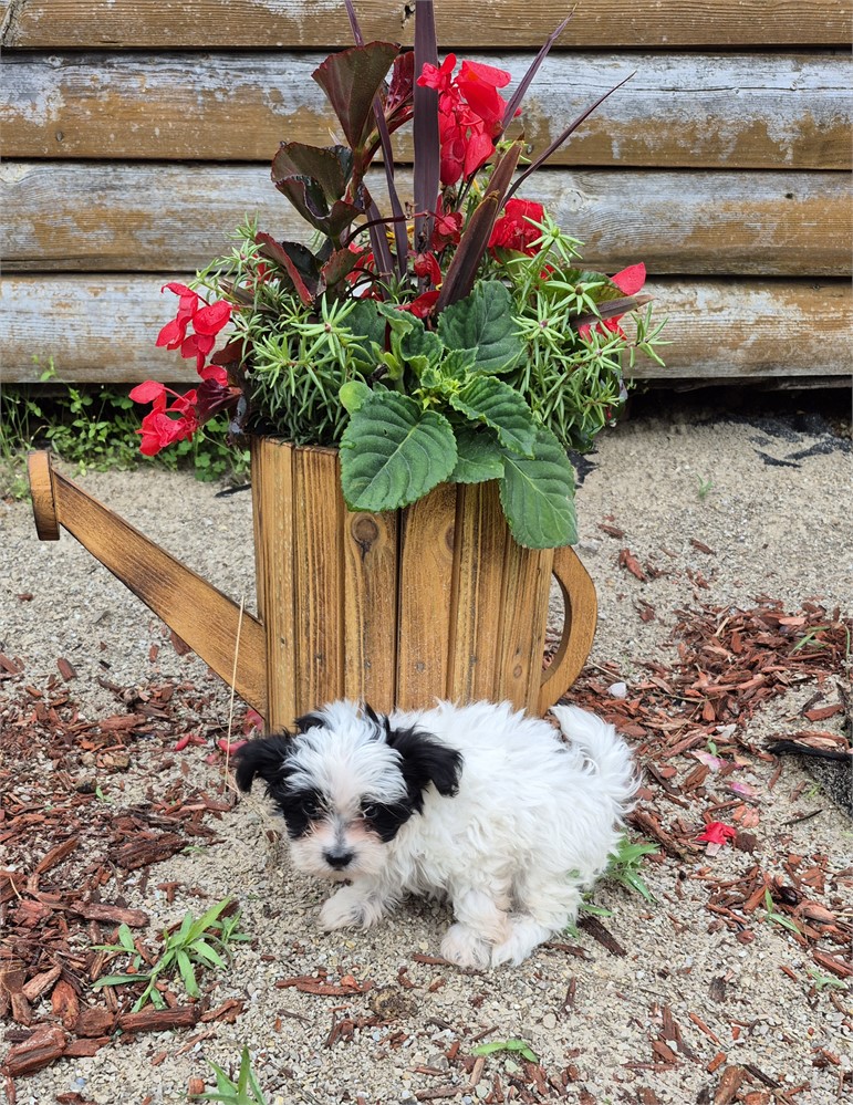 Beautiful little Shorkiepoo boy