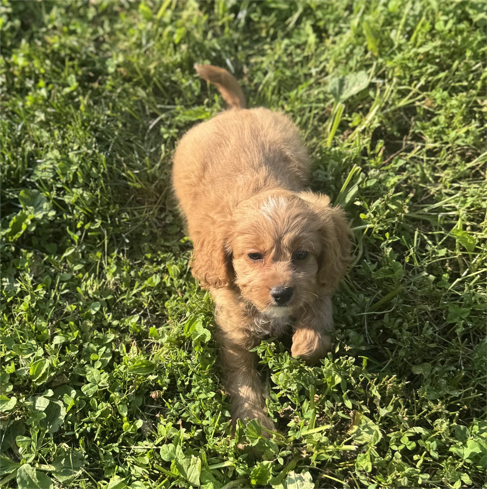 Cute Cavapoo Female