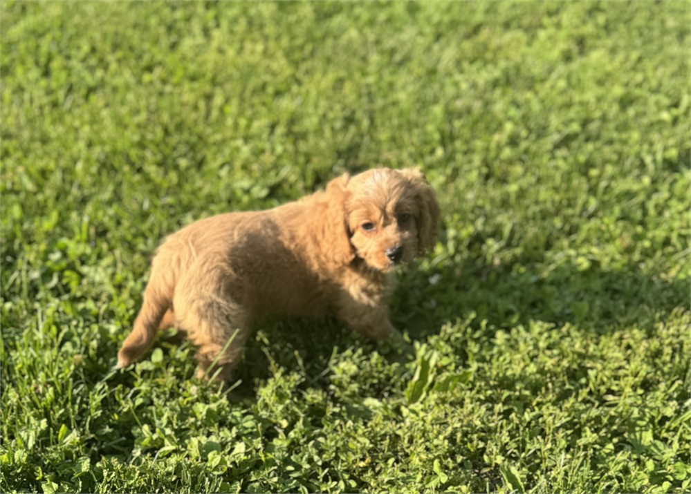 Cute Cavapoo Female