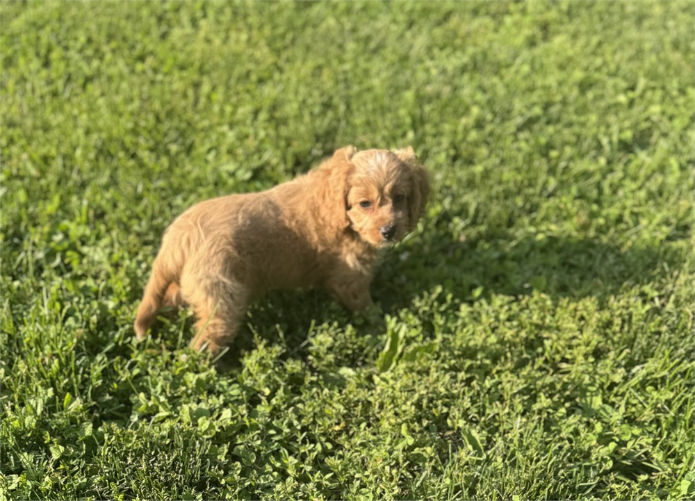 Cute Cavapoo Female
