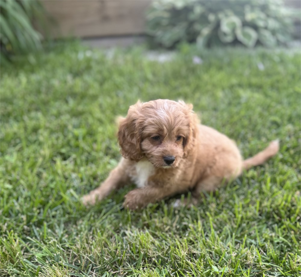 Cute Cavapoo Female