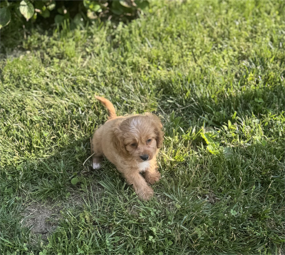 Cute Cavapoo Female